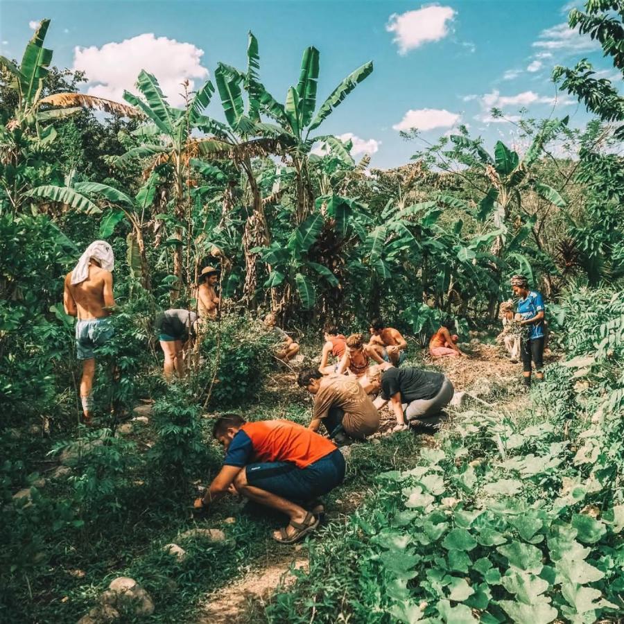 פנמה סיטי The Jungle Lodge At Kalu Yala מראה חיצוני תמונה
